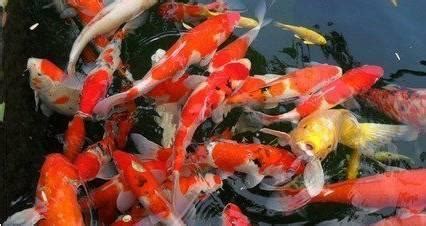 金魚養幾多條最好|養魚能招財，10條最實用的養魚風水（你一定要知道）。